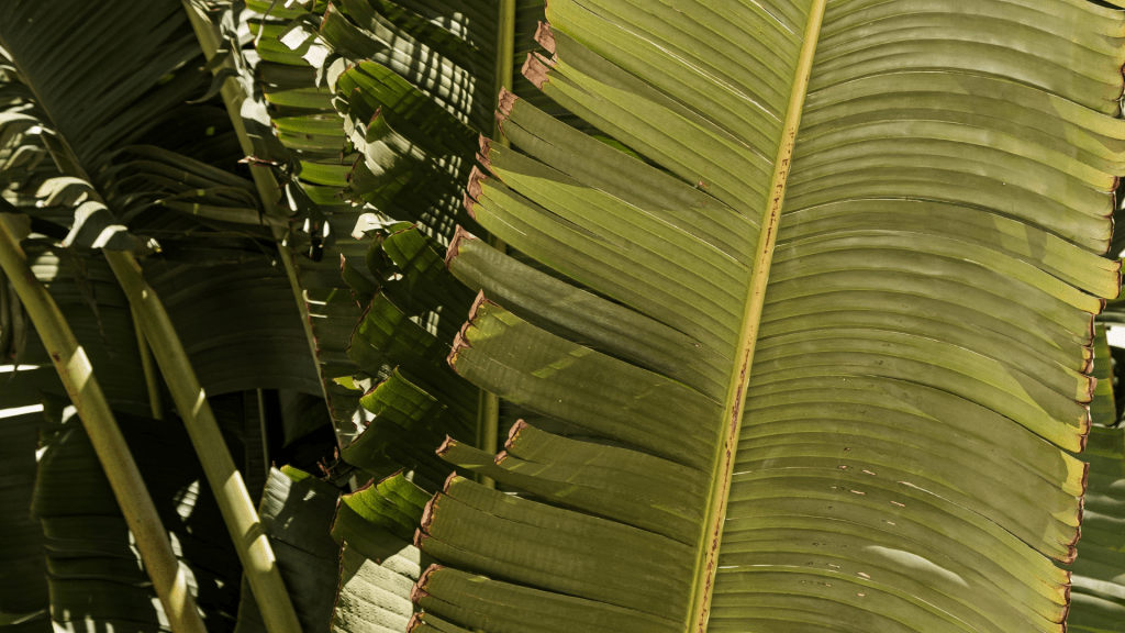 Social Media Management